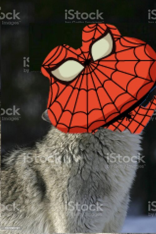 coco.jpg
