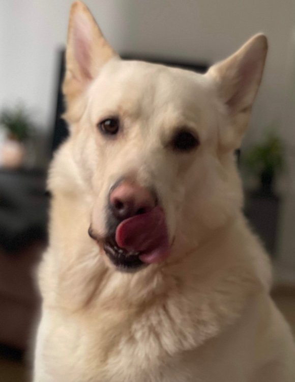 8FC9C580-A1A6-47AD-B786-AF172EDD399B.thumb.jpeg.d08766b5cb431827595b04664ee29c85.jpeg